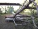 Teak Sun Lounger withstands a fallen tree - customer photo